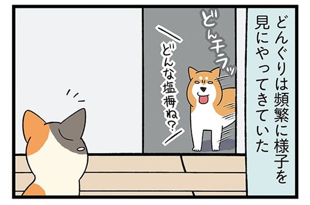 どんぐりは頻繁に様子を見にやってきていた （C）宮路ひま／KADOKAWA