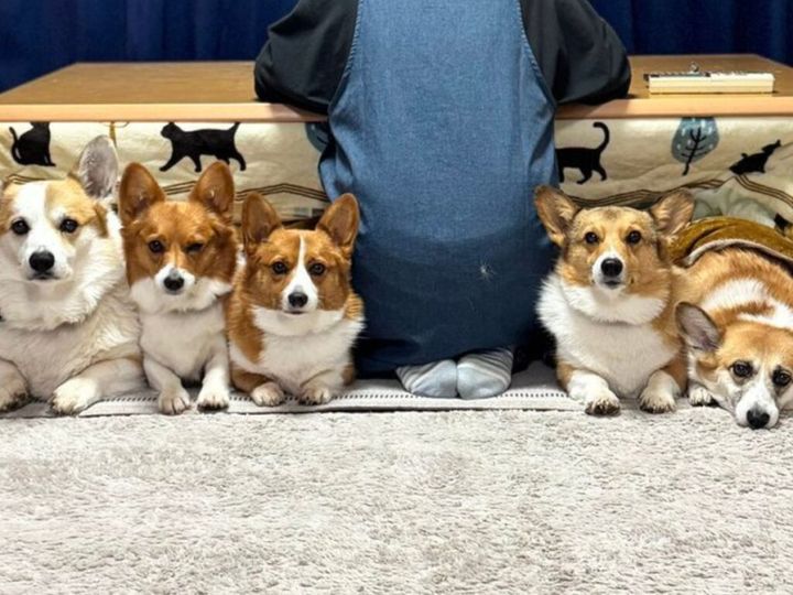 コーギーと森の仲間達 コタツで整列する5匹のコーギー 光景に「トーストになるよ」「これは