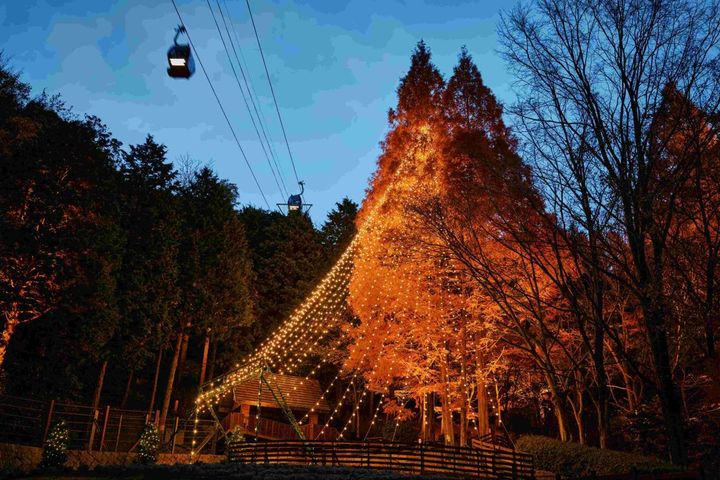 森のクリスマスツリー