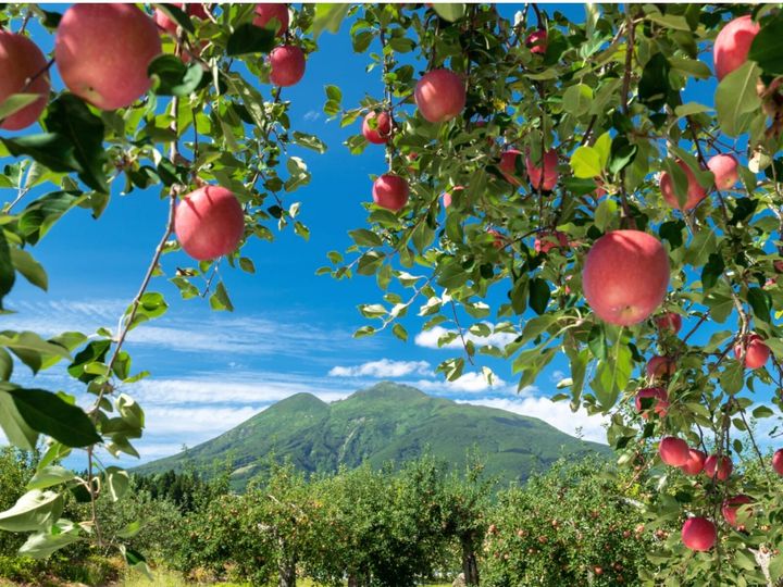 All About ニュース編集部が全国250人を対象に実施した旅先で買いたいお土産に関するアンケートの調査結果から、旅先で買いたい「青森県のお土産」ランキングを発表！ 2位「林檎けんぴ（マキュレハウス）」を抑えた1位は？