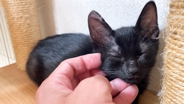 撫でられて喉を鳴らす子猫