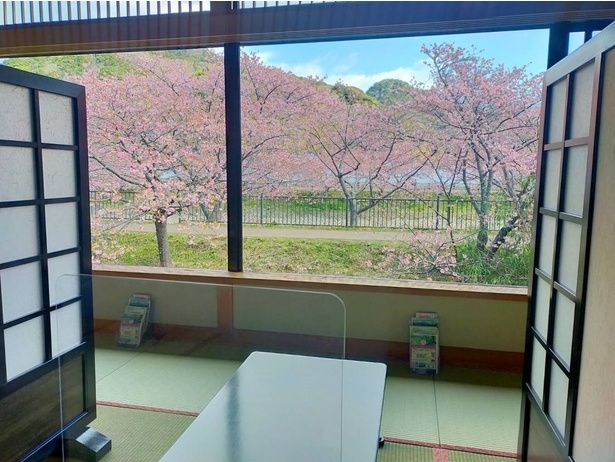 河津桜まつり「お花見弁当」温泉付きゆったり3時間プランは、踊り子温泉会館の窓側席から桜とお弁当を楽しめる 画像提供：河津町観光協会