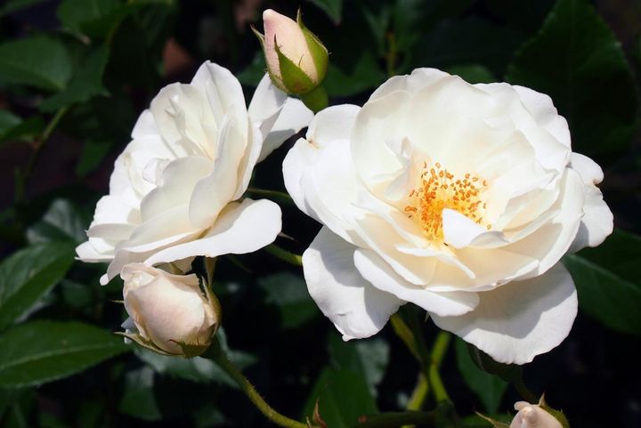 11月22日の花とは？【366日の誕生花と幸せの花言葉】