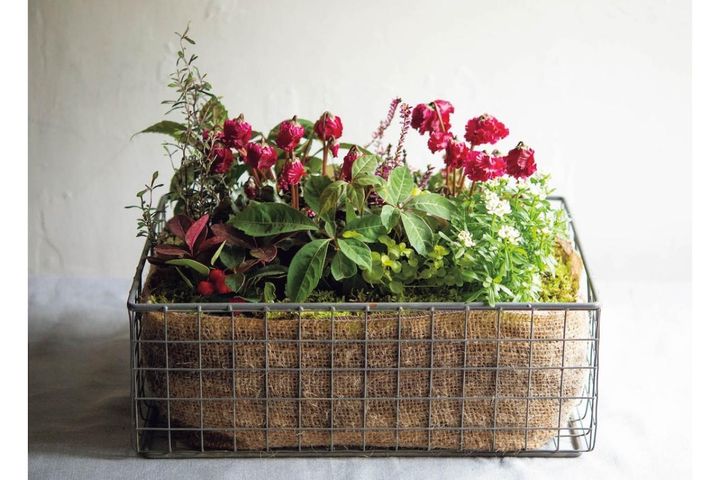  ダーク＆ワインレッドの花が主役の【晩秋の寄せ植え】個性的な花形に注目！