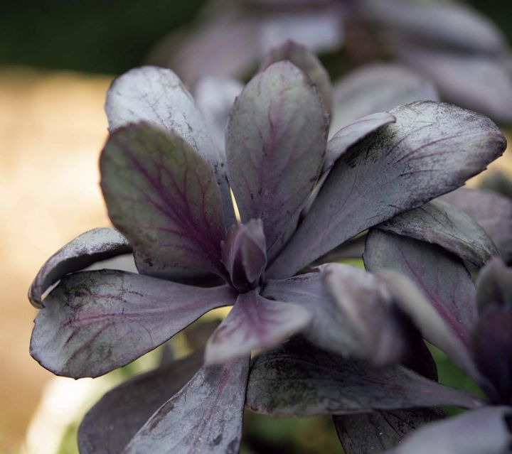 ハボタン ‘ブラックサファイア’