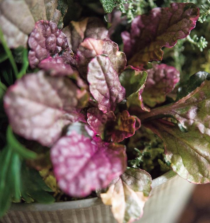 アジュガ ‘バーガンディーグロー’