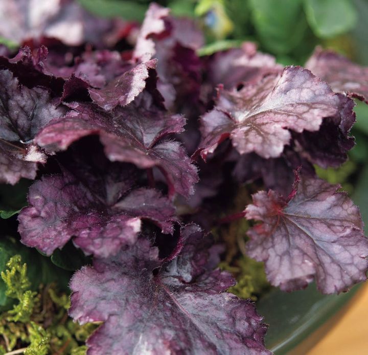 ヒューケラ ‘プラムプディング’