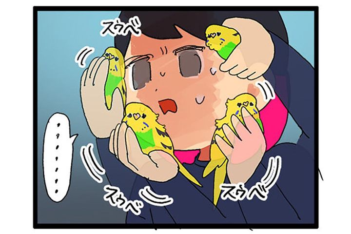 痛くても、うれしくて。飼い主を愛しすぎるセキセイインコの天使カチョ【鳥マンガ #155】