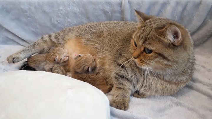 ミルクを飲ませる母猫