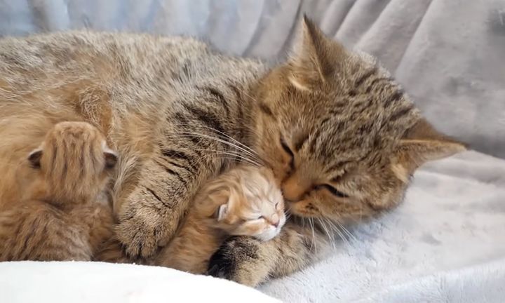 子猫を毛づくろいする母猫