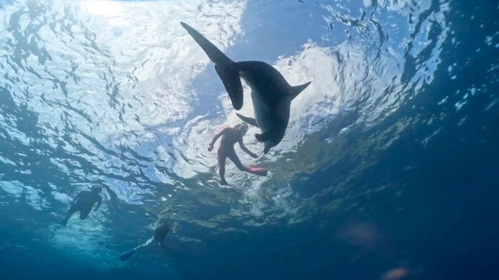 御蔵島でイルカと一緒に