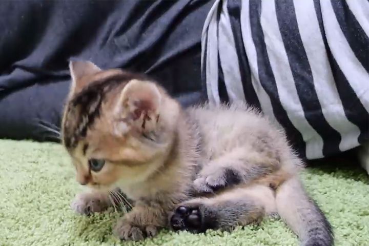 悶絶級にかわいい！子猫が話題