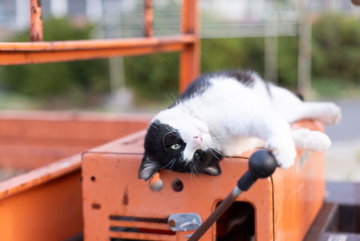 カメラ旅 in男木島