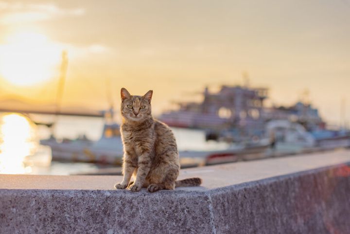 カメラ旅 in男木島