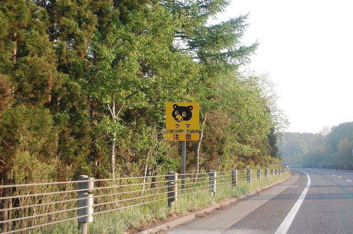 レンタカーを運転中、野生動物がぶつかって車体が破損したら自動車保険は適用される？（画像はイメージ）