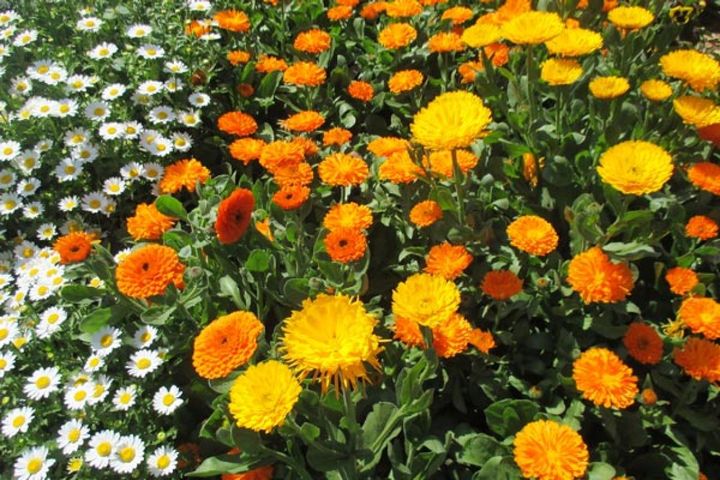 カレンデュラとノースポール