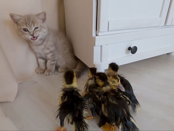 どうしてこうなった……？