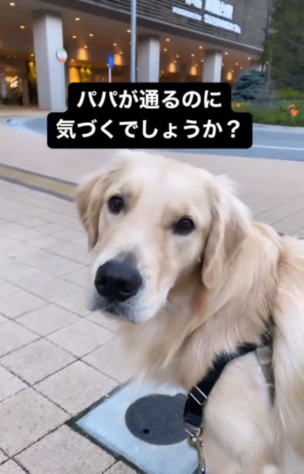 飼い主さんがきたらにおいですぐわかる！▶安定の背中でのんびり（⇒次へ） yagi.famさんのInstagramより