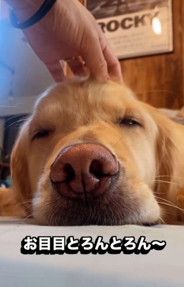 目がとろんとろんのイブ君▶（次画像からほっこりできる柴犬との実録をえがいた『柴犬ぽんちゃん、今日もわが道を行く』が読めます） yagi.famさんのInstagramより