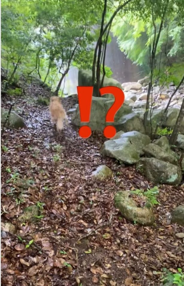 あきらめずに飛び込む飼い主さんにイブ君もびっくり▶駅前で飼い主さんをまつイブ君（⇒次へ） yagi.famさんのInstagramより