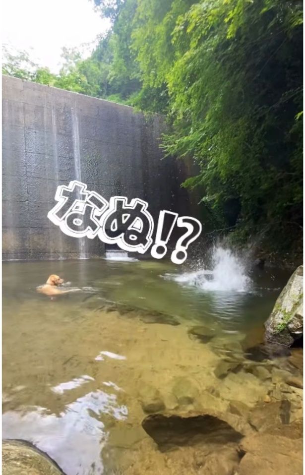 飼い主さんが再び飛び込むと、すぐ戻るイブ君▶何度レスキューされてもあきらめない（⇒次へ） yagi.famさんのInstagramより