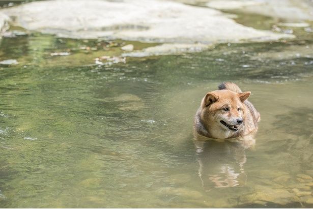 柴犬のやさしすぎる勘違いの行動とは！？（⇒次へ） YAMATO / PIXTA(ピクスタ)