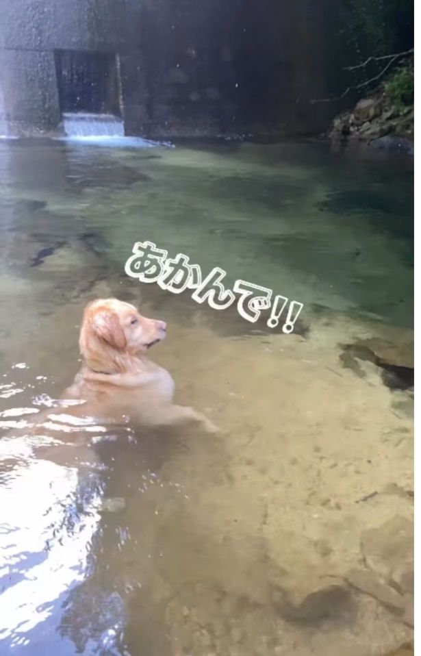 川に飛び込もうとする飼い主さんを見守るイブ君がとった行動とは！？（⇒次へ） yagi.famさんのInstagramより