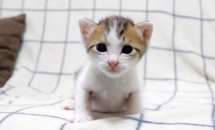 しょんぼりしちゃった子猫