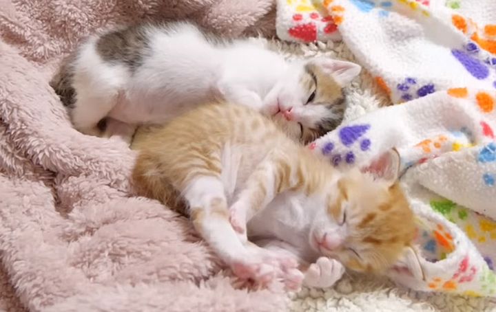 一緒に眠る子猫達
