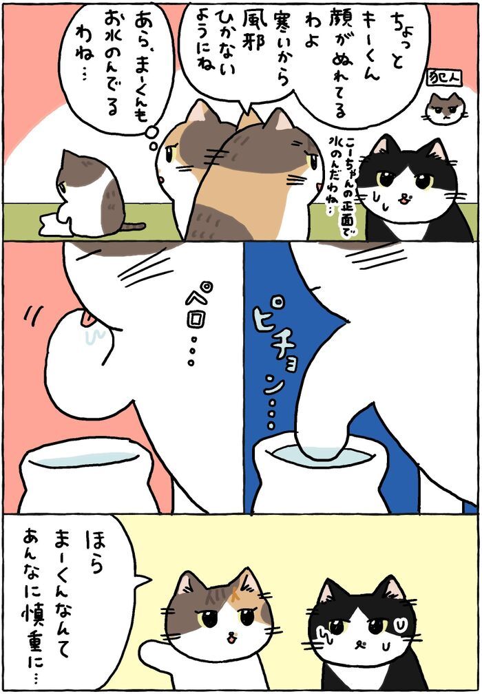 まーくんは慎重派。【てらねこミー子の日常】
