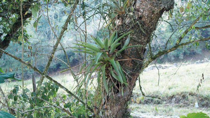 ティランジア コンプラナータ