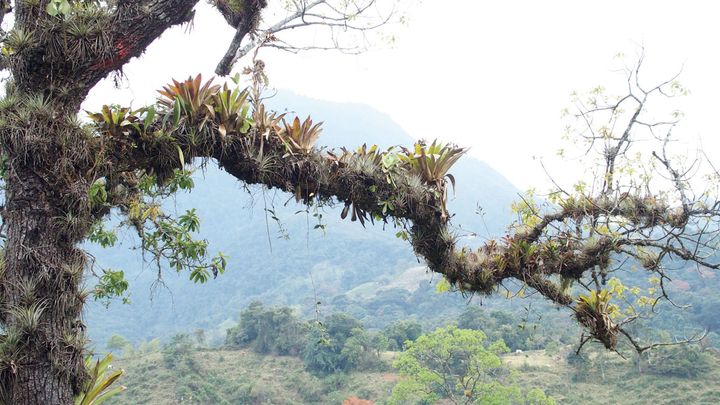 ティランジア ミリアンサ