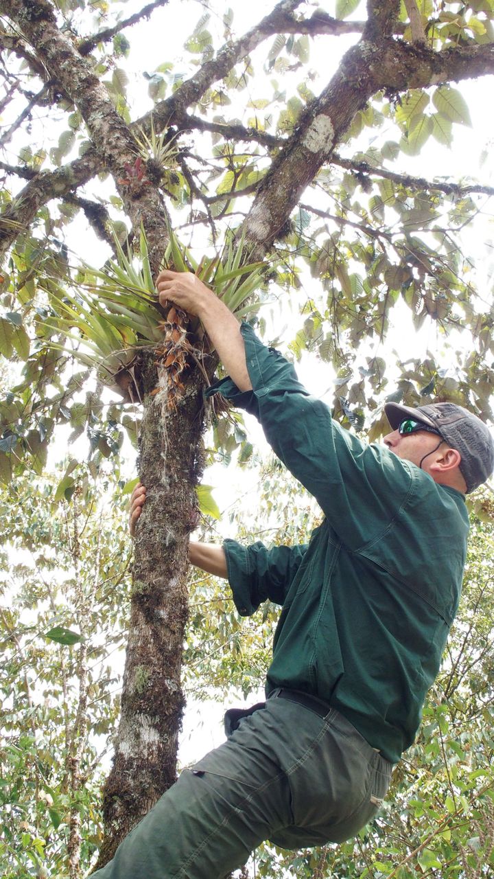 ティランジア不明種