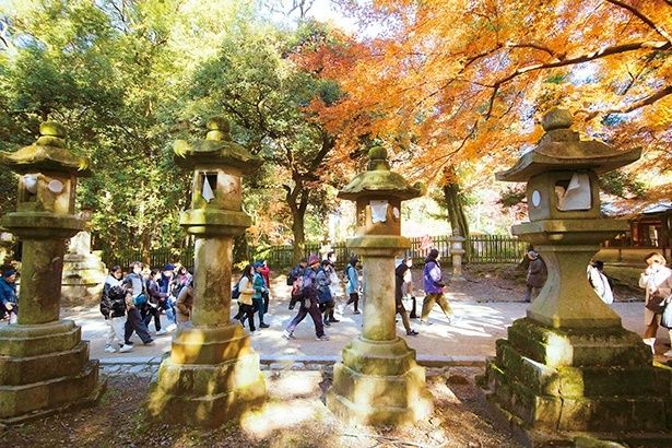 歴史と伝統にふれる春日大社参道散歩