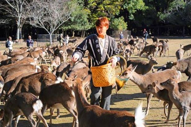 【写真】ご褒美のどんぐりをもらう鹿たち