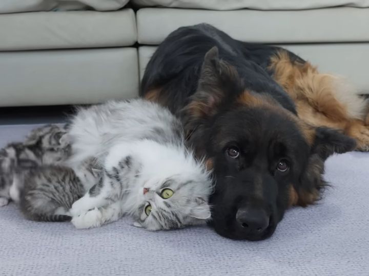 母猫と犬の絆に感動…