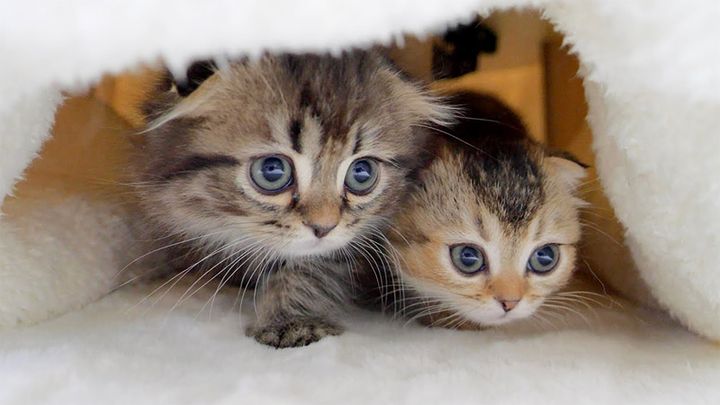 コタツの中の子猫達