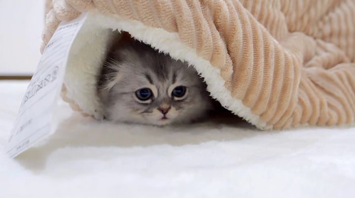 コタツのとりこになった子猫