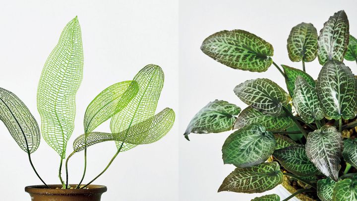 珍奇植物図鑑。水草を景色ではなく、観葉植物のように楽しむ「水生植物」