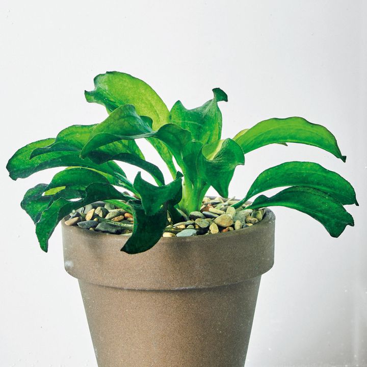 アクアリウス不明種