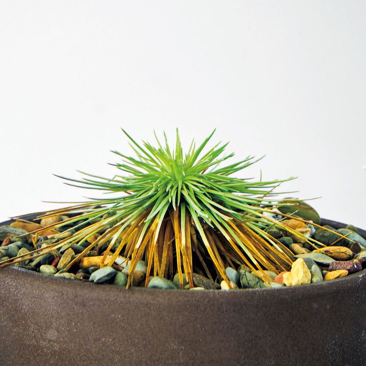 シンゴナンサス不明種“ペドラスター”