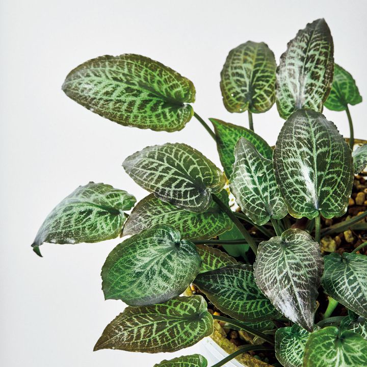 クリプトコリネ不明種