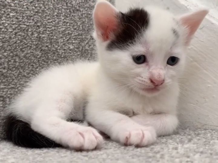 ある子猫は階段の途中で…