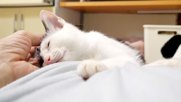 抱っこされる子猫