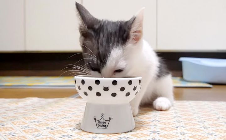 ご飯を食べる子猫