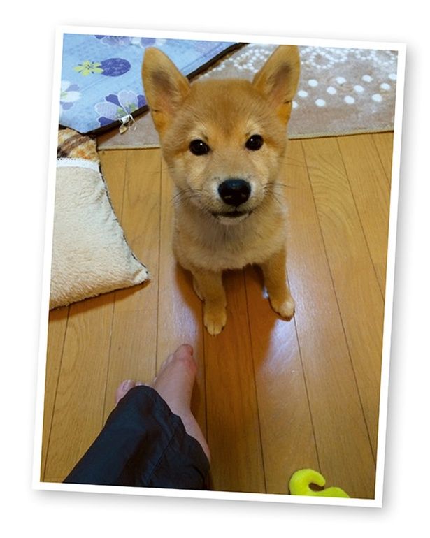 子犬期 （C）宮路ひま／KADOKAWA