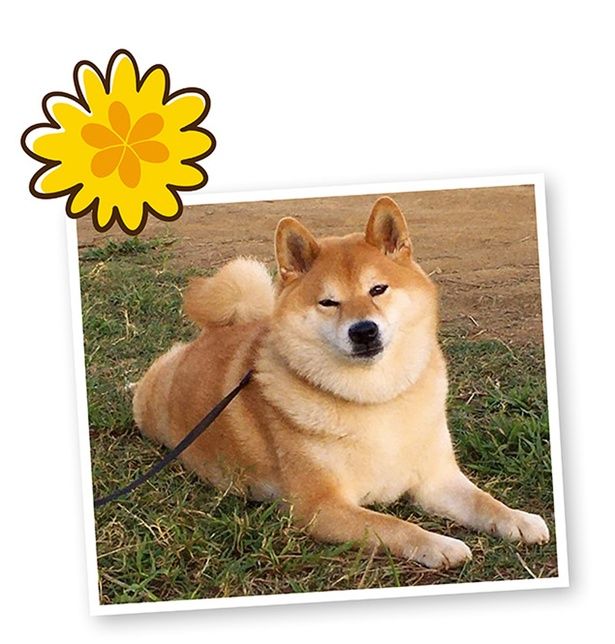 地球犬かちこい… （C）宮路ひま／KADOKAWA