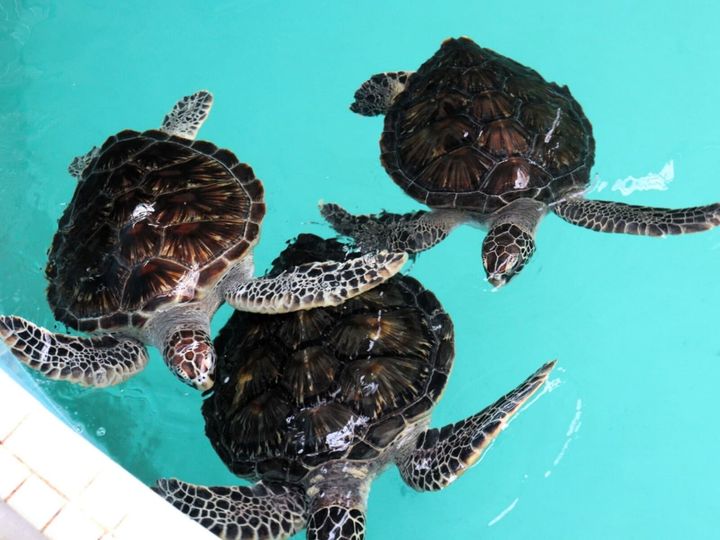 All About ニュース編集部が全国250人を対象に実施した「道の駅に関するアンケート」の調査結果から、特産品が楽しめると思う「三重県の道の駅」ランキングを発表！ 2位「紀宝町ウミガメ公園（南牟婁郡紀宝町）」を抑えた1位は？