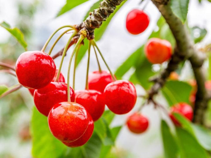 All About ニュース編集部が全国250人を対象に実施した旅先で買いたいお土産に関するアンケートの調査結果から、旅先で買いたい「山形県のお土産」ランキングを発表！ 2位「さくらんぼカレー（後藤屋）」を抑えた1位は？