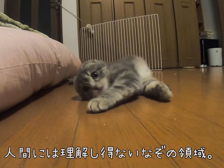 転がるたびにカメラ目線！